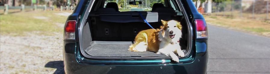 Jak převážet psa v autě, přeprava, převoz